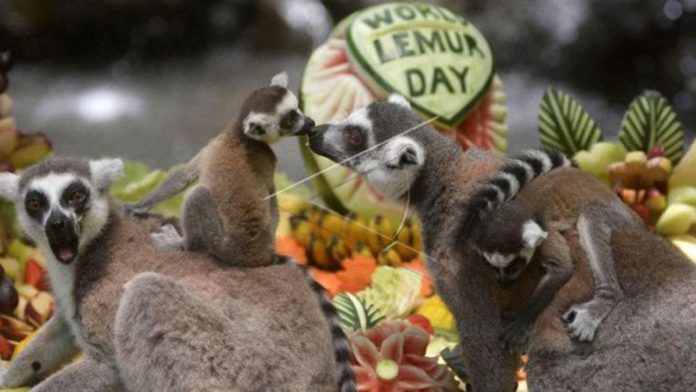 lemur