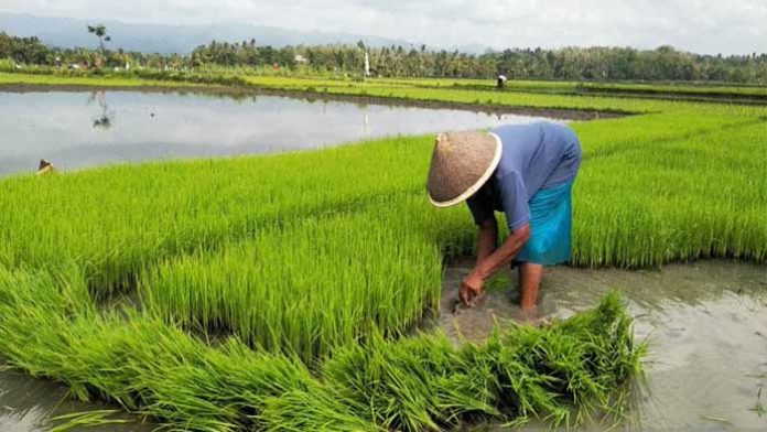 cetak sawah