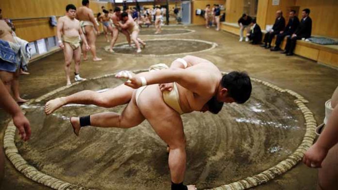 sumo