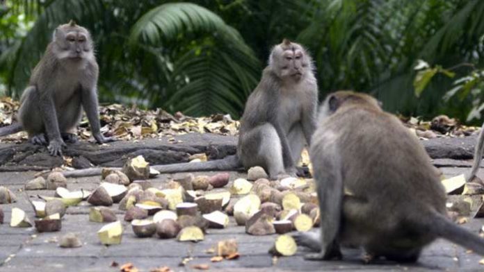 bali bangkit