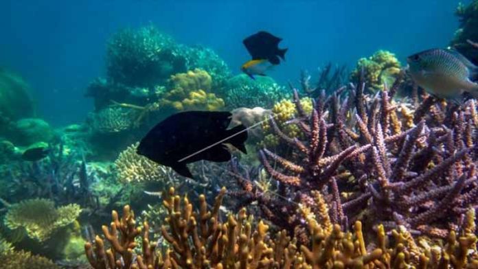 biota laut