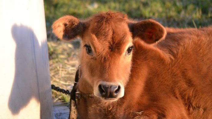 sapi jersey