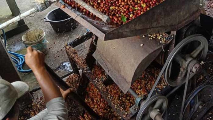 kopi arabika bali