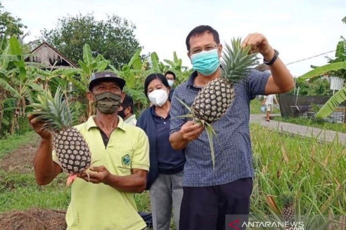 Nanas-Madu-Subang-Distan