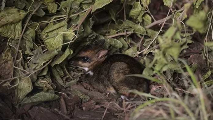 rusa tikus