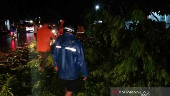 pohon tumbang dps gilimanuk