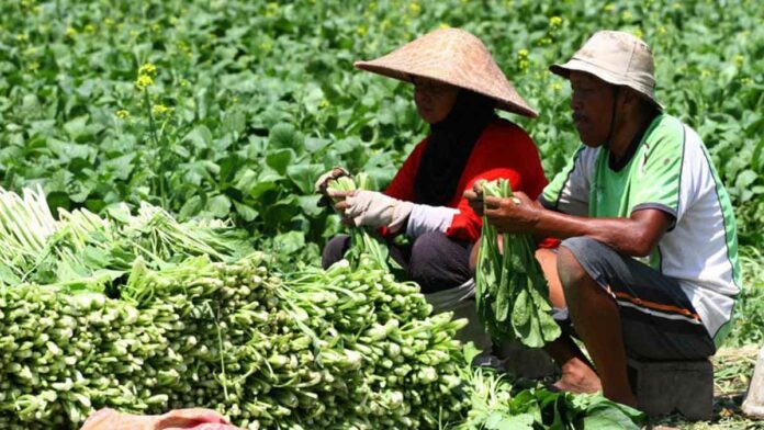 hortikultura