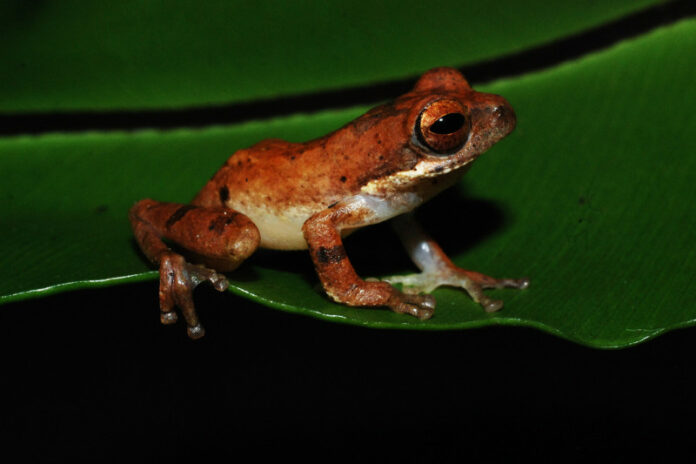 Chirixalus_pantaiselatan-11
