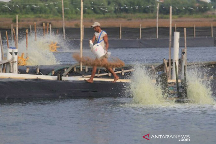 dok_tambak_udang_1