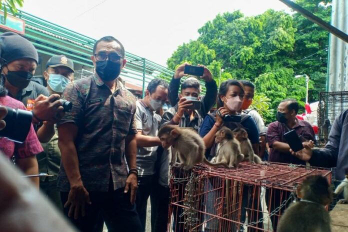 Satwa-Liar-Pasar-Burung