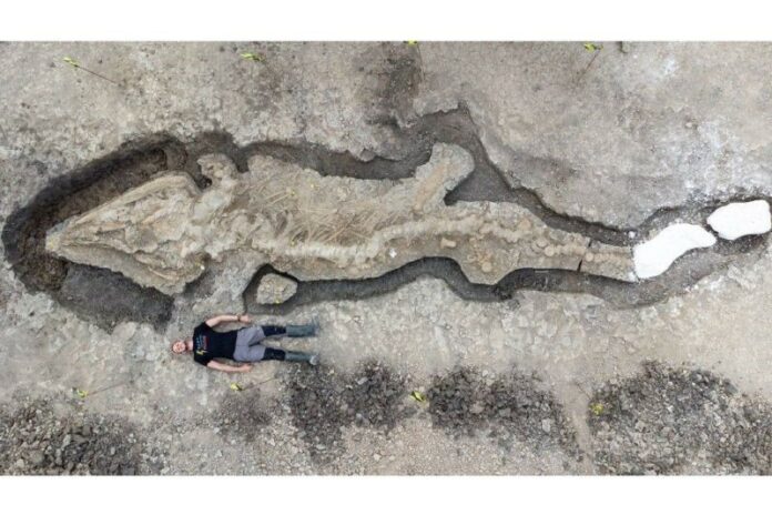 naga laut