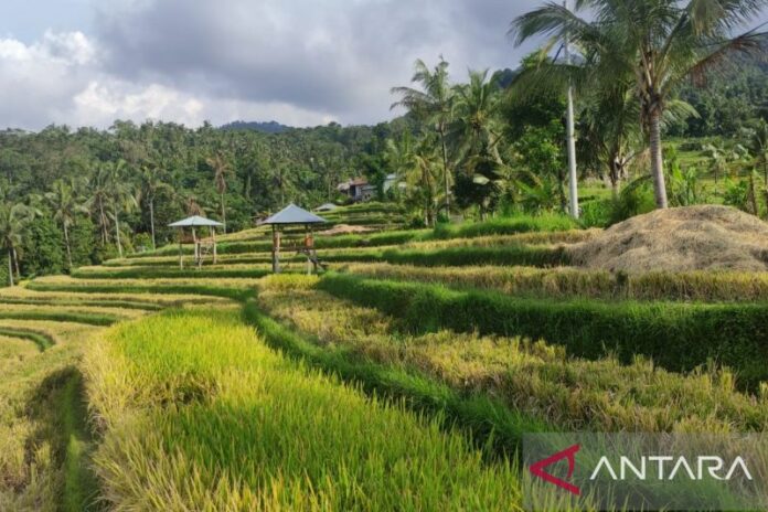 buleleng_2