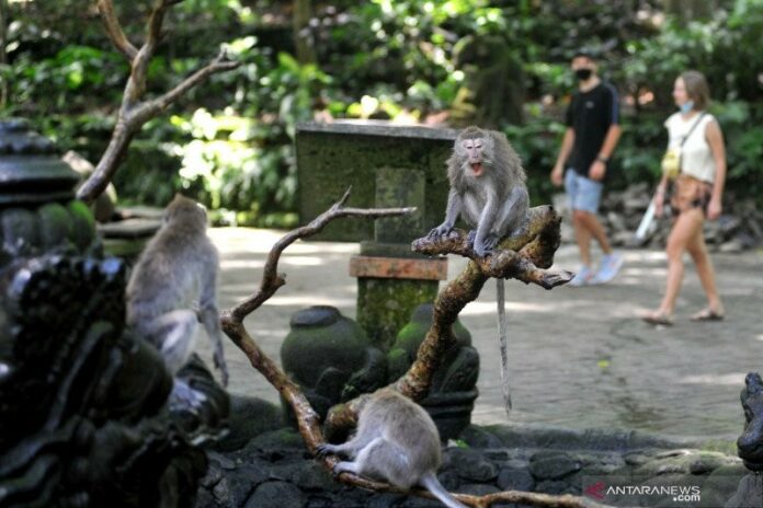 monkey forest