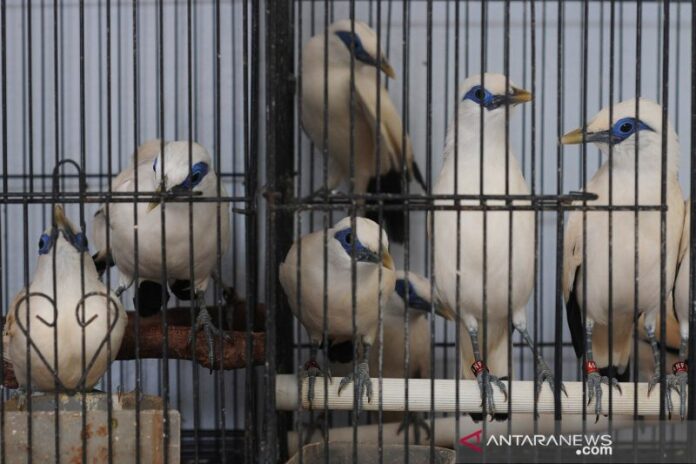 antarafoto-hasil-penangkaran-jalak-bali-untuk-dilepas-liarkan-011221-ajn-7