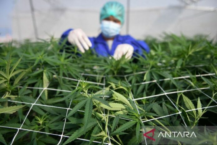 reuters_cannabis_thai-1