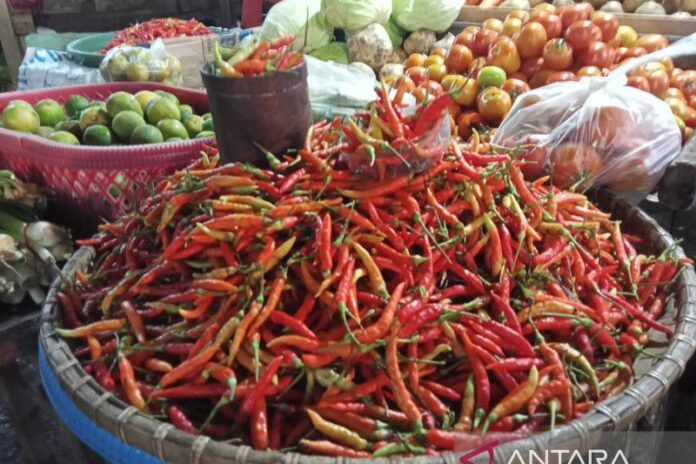 cabai-merah