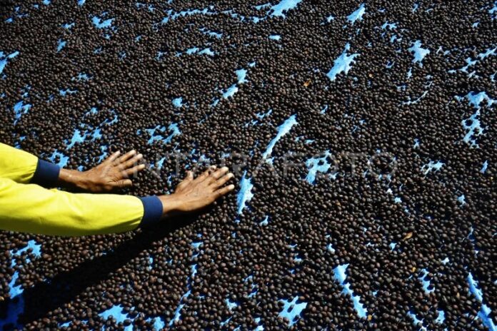 menjemur-biji-kopi-arabika-malin