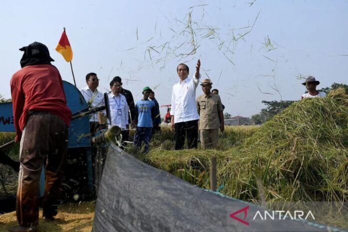 presiden-jokowi-meninjau-panen-p