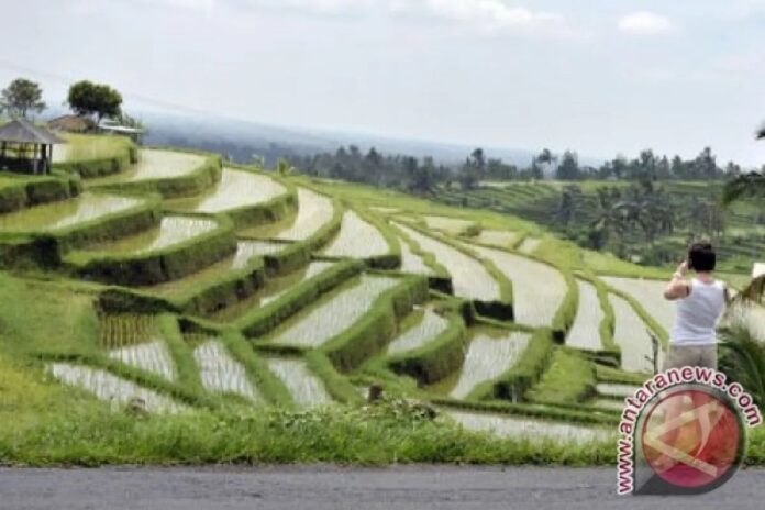 20130119Sawah-Subak-001-1.jpg