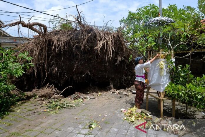Dampak-Cuaca-Ekstrem-Di-Bali-030