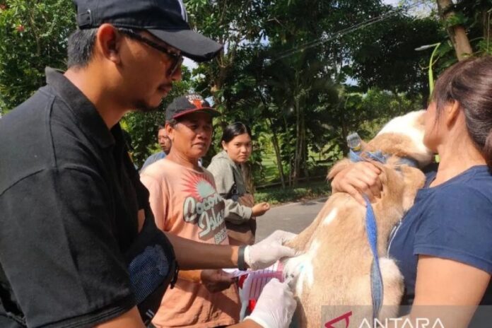 Vaksinasi-rabies-anjing-ok.jpg