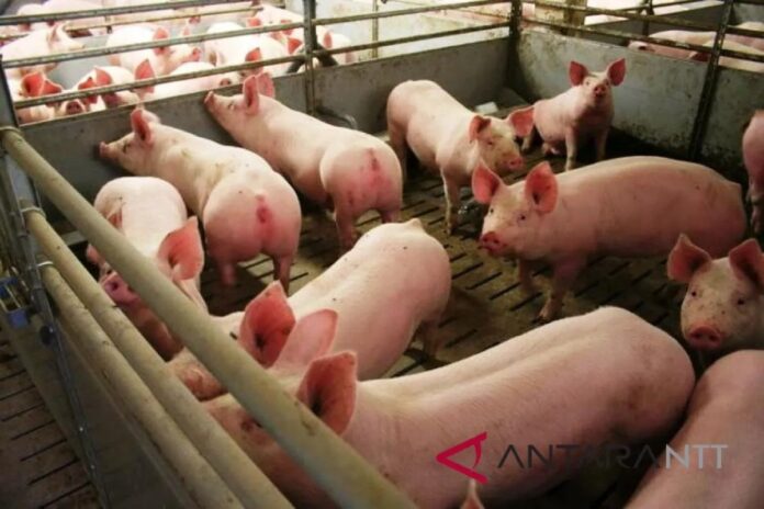 BABI4.jpg