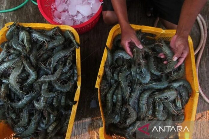 UDANG_VANAME.jpg