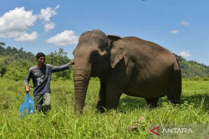perawatan-gajah-jinak-di-cru-das