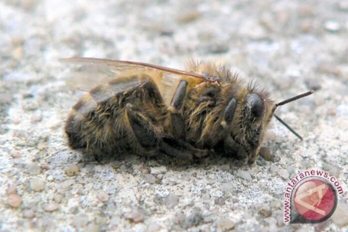 20110212020248dead-bee120211.jpg