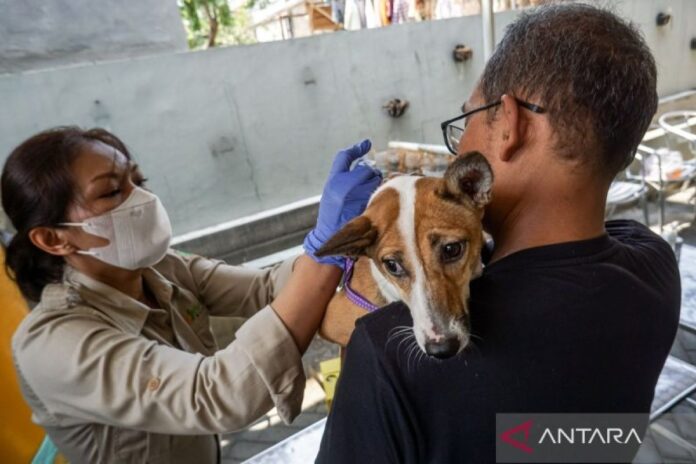 pemberian-vaksin-rabies-hewan-peliharaan-2854349